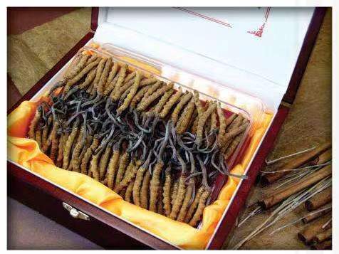 从江冬虫夏草回收